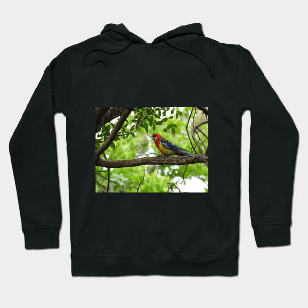 Eastern Rosella sitting in a tree Hoodie by claire-l-page